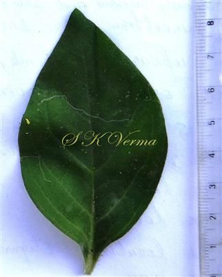  Leaf
